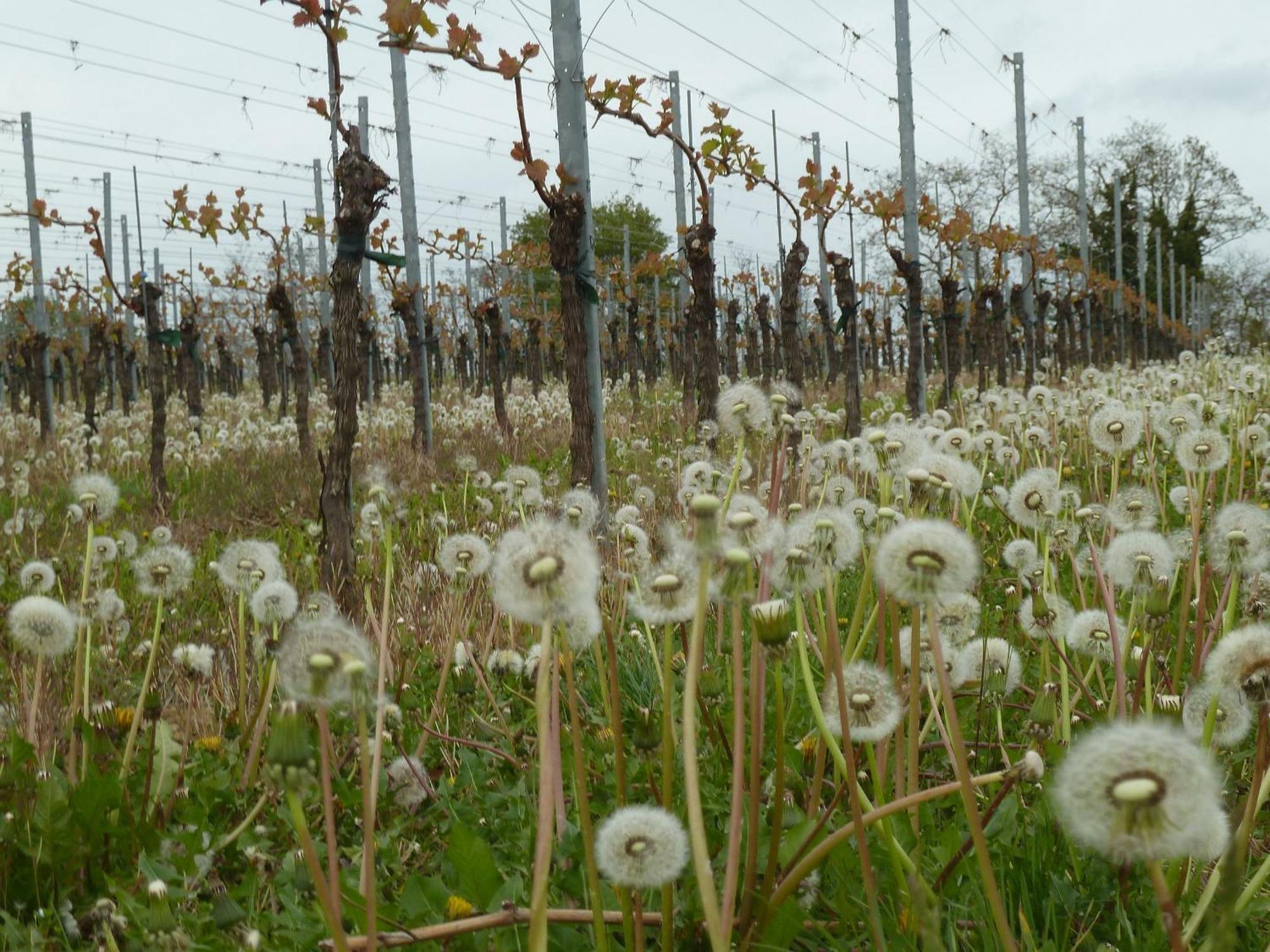 Appartamento Muehlerain Heitersheim Esterno foto